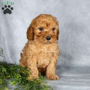 Justin, Miniature Poodle Puppy